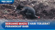 BKSDA Kalteng Evakuasi...