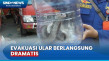 Ular kobra Bersarang...