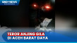 Teror Anjing Gila, 6...