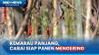 Kemarau Panjang, Hektaran...