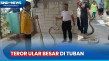Teror Ular Besar Masuk...