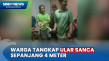 Ular Sanca Sepanjang...