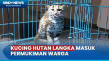Kucing Hutan Langka...
