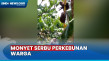 Warga Barru Resah, Kawanan...