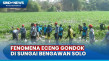 Ratusan Relawan Bersihkan...