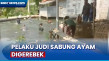 Lokasi Judi Sabung Ayam...