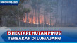 Musim Kering Ekstrem,...