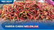 Harga Cabai Melonjak...