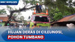 Pohon Tumbang Nyaris...
