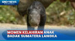 Anak Badak Sumatera...