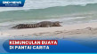 Warga Resah Kemunculan...
