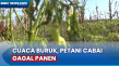 Cuaca Buruk, Petani...