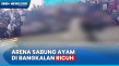 Detik-Detik Sabung Ayam...