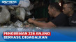 Pengiriman 226 Ekor...
