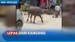 Viral Kerbau Mengamuk...