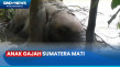 Diduga Terseret Banjir...