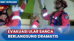 Ular Sanca Sepanjang...