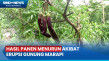 Akibat Erupsi Gunung...