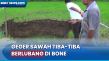 Sawah Warga di Bone...