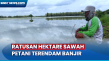 Petani Merugi, Ratusan...