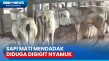 Diduga Diserang Gigitan...