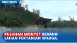 Kehabisan Makanan, Puluhan...