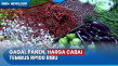 Gagal Panen, Harga Cabai...