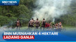 BNN Musnahkan 4 Hektare...