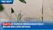 Buaya yang Muncul di...