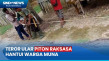 Ular Piton Raksasa Mangsa...