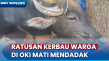 Ratusan Kerbau Warga...