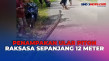 Warga Tangkap Ular Piton...