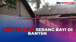 Monyet Liar Gigit Perut...