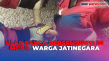 Ular Sanca Sepanjang...
