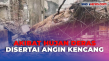 Pohon Beringin Setinggi...