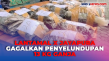 Penyelundupan 13 Kg...