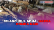 Harga Hewan Kurban Merangkak...