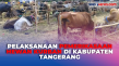 Jelang Idul Adha, 100...
