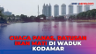 Fenomena Ratusan Ikan...