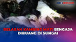 Belasan Kambing Mati...