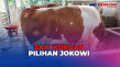 Sapi Berbobot 1,08 Kg...