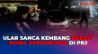 Heboh! Ular Sanca Kembang...