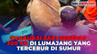 Evakuasi Sapi Seberat...