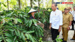 Panen Kopi Robusta di...