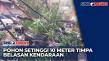 Pohon Setinggi 10 Meter...