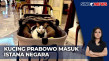 Bobby Kertanegara, Kucing...
