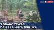 Pohon Timpa Arena Sabung...