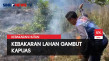 Tiga Hektar Hutan dan...