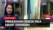 Banjir Masih Merendam...