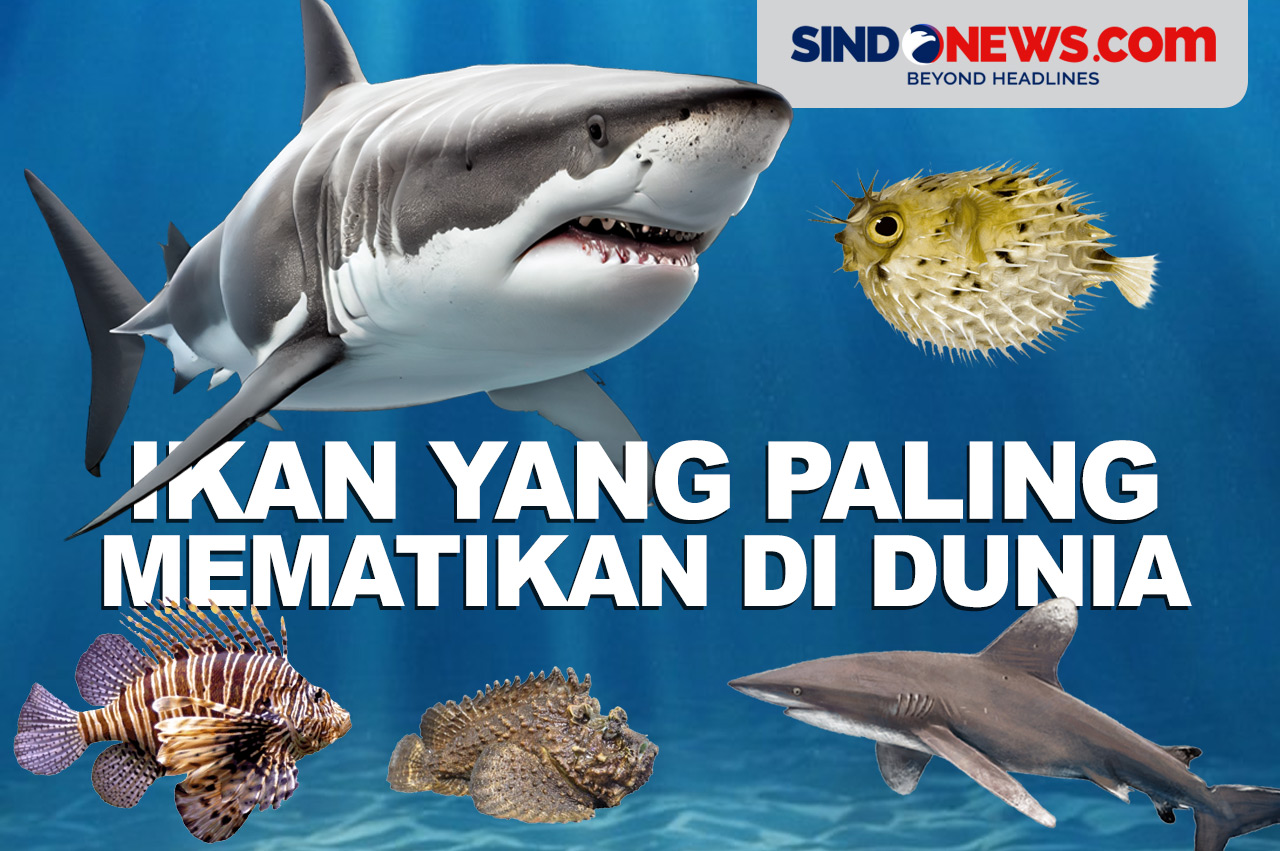 SINDOgrafis: Lima Ikan yang Paling Mematikan di Dunia
